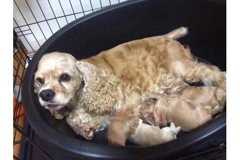 販売中のアメリカンコッカースパニエルの親犬